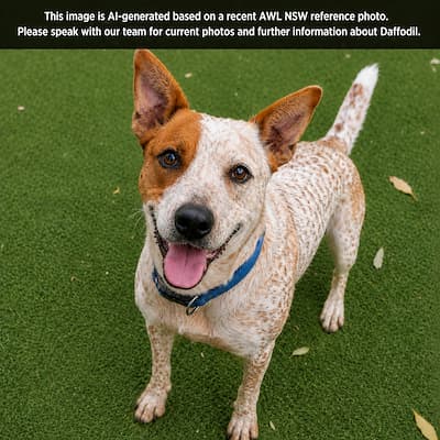 Bandit - Australian Cattle Dog available for adoption in Gunnedah