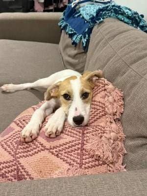 Rabbit - Beagle available for adoption in Sydney