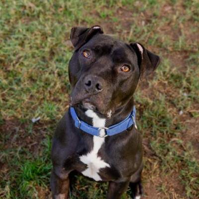 Chester - American Staffordshire Terrier available for adoption in Sydney