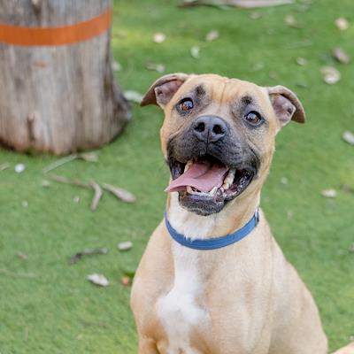 Chook - American Staffordshire Terrier available for adoption in Sydney