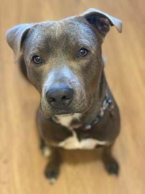 Zoro - American Staffordshire Terrier available for adoption in Sydney