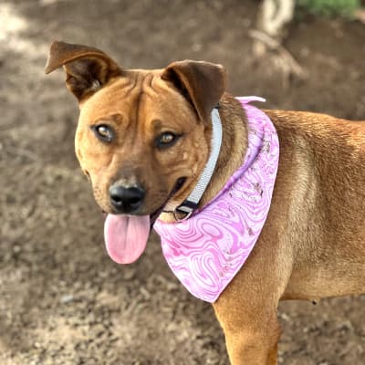 Shay - Australian Stumpy Cattle Dog available for adoption in Gunnedah