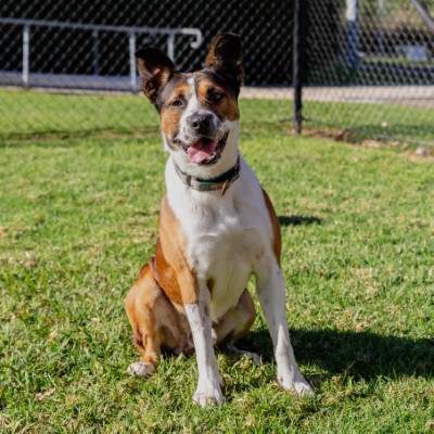 Roxy - Border Collie available for adoption in Sydney