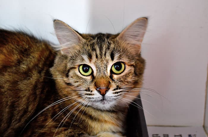 Harper - Domestic Medium Hair cat available for adoption at Campbelltown Animal Care Facility in Sydney
