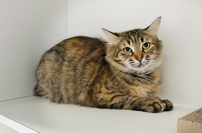 Harper - Domestic Medium Hair cat available for adoption in Sydney