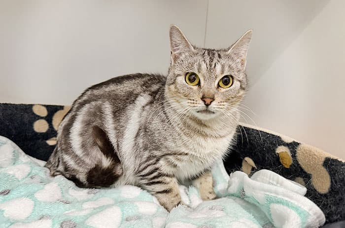 Mushroom - Domestic Short Hair cat available for adoption at Campbelltown Animal Care Facility in Campbelltown
