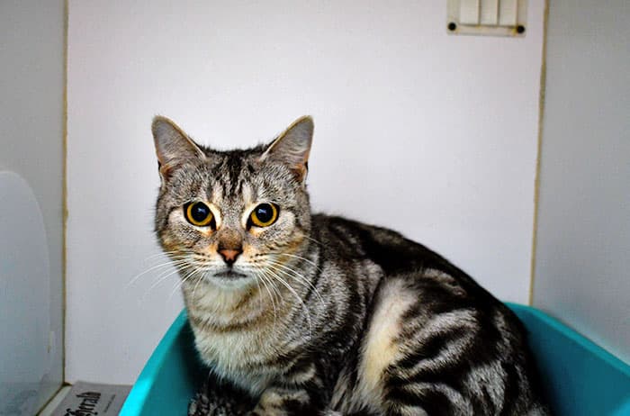 Mushroom - Domestic Short Hair cat available for adoption at Campbelltown Animal Care Facility in Sydney