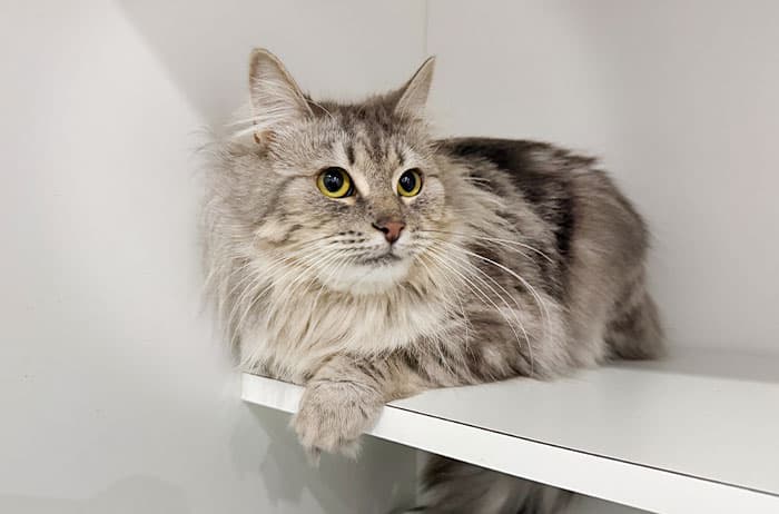 Truffle - Domestic Medium Hair available for adoption in Campbelltown