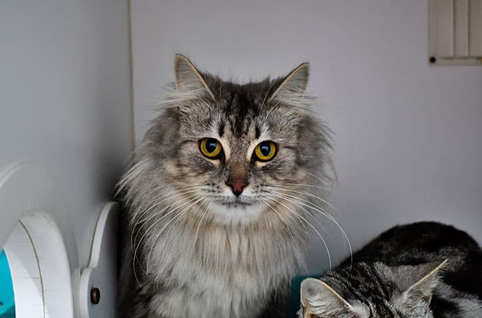 Truffle - Domestic Medium Hair cat available for adoption at Campbelltown Animal Care Facility in Sydney