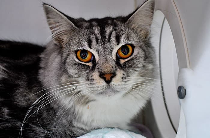 Tango - Domestic Medium Hair cat available for adoption at Campbelltown Animal Care Facility in Sydney