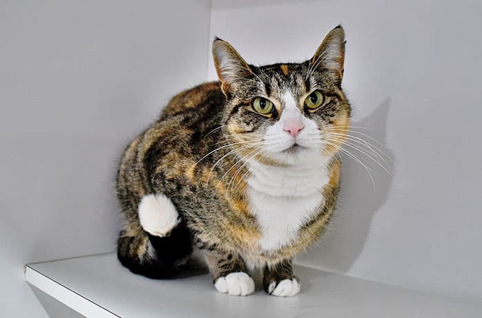 Kit Kat - Domestic Short Hair cat available for adoption at Campbelltown Animal Care Facility in Sydney