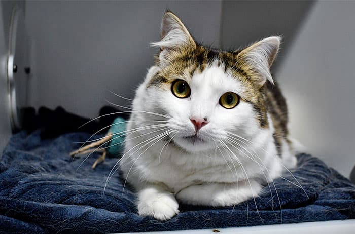 Tommy - Domestic Short Hair cat available for adoption at Campbelltown Animal Care Facility in Sydney