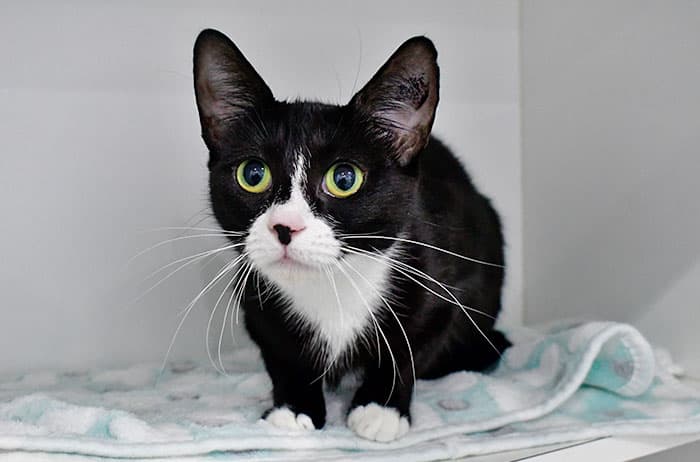 Cleo - Domestic Short Hair cat available for adoption at Campbelltown Animal Care Facility in Sydney