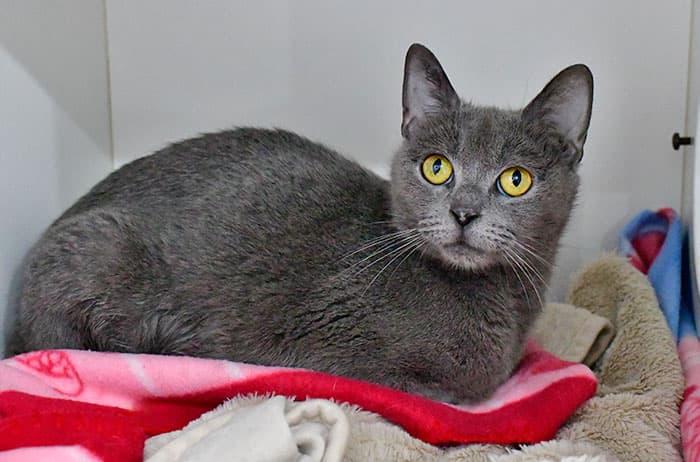 Lemon - Domestic Short Hair available for adoption in Sydney