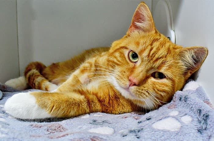 Duck - Domestic Short Hair cat available for adoption at Campbelltown Animal Care Facility in Sydney