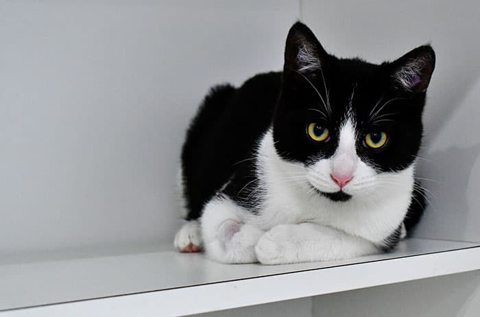 Stan - Domestic Short Hair cat available for adoption at Campbelltown Animal Care Facility in Sydney