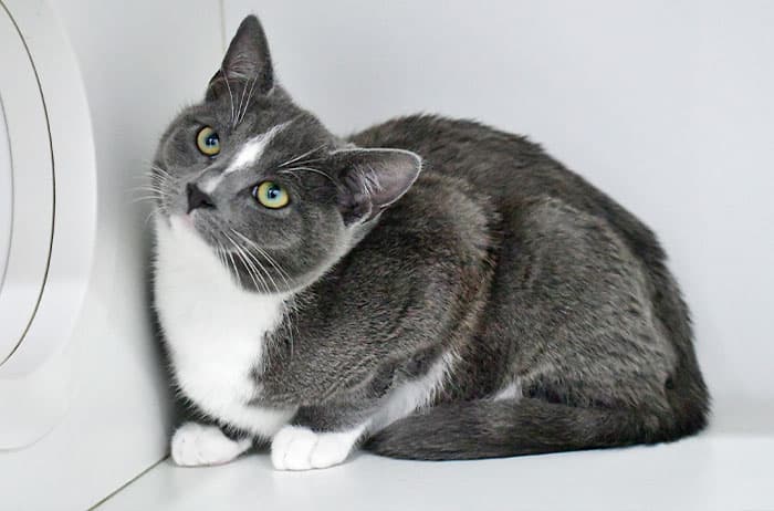 Ollie - Domestic Short Hair cat available for adoption at Campbelltown Animal Care Facility in Sydney