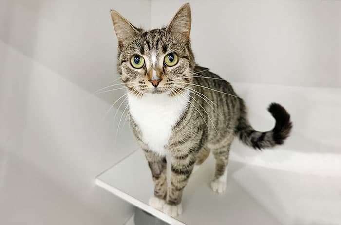 Meringue - Domestic Short Hair cat available for adoption at Campbelltown Animal Care Facility in Sydney