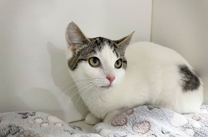Jolene - Domestic Short Hair cat available for adoption at Campbelltown Animal Care Facility in Sydney