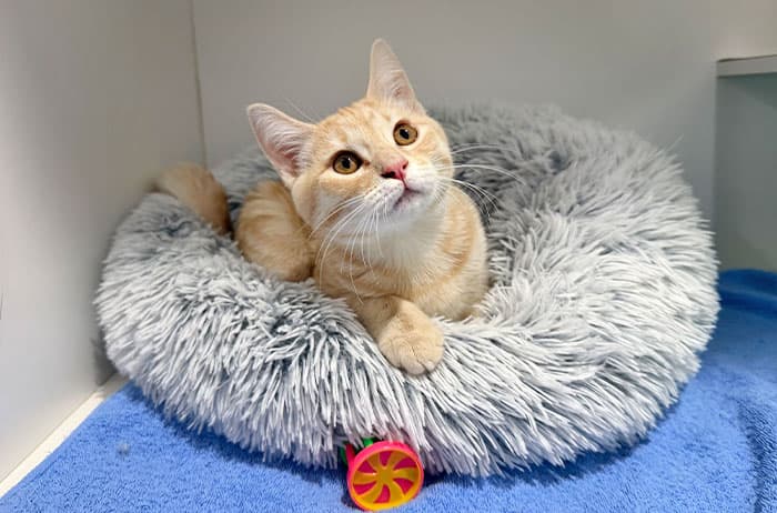 Burger - Domestic Short Hair cat available for adoption at Campbelltown Animal Care Facility in Sydney