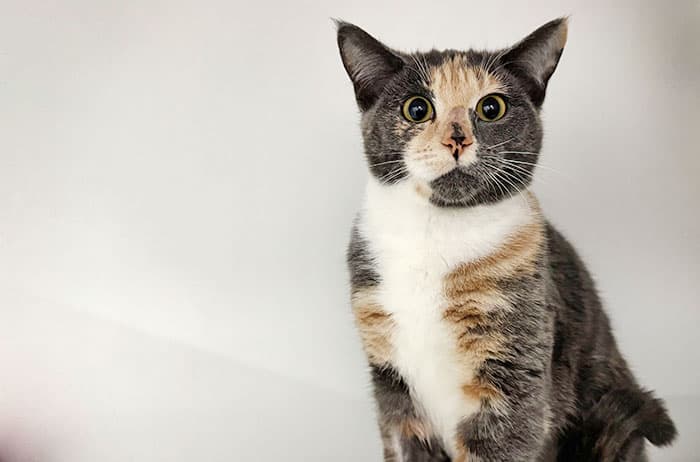 Misty - Domestic Short Hair cat available for adoption at Campbelltown Animal Care Facility in Sydney