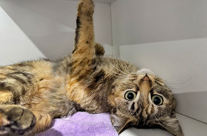 Little Miss - Domestic Short Hair cat available for adoption at Campbelltown Animal Care Facility in Sydney