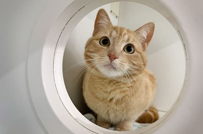 Cookie - Domestic Short Hair cat available for adoption at Campbelltown Animal Care Facility in Sydney