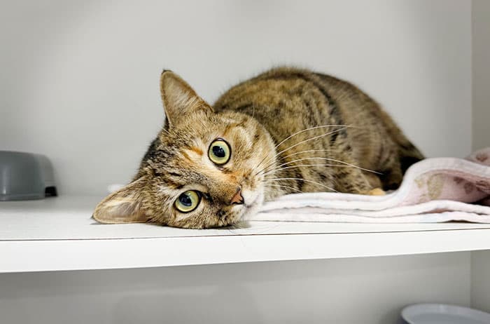 Poppie - Domestic Short Hair cat available for adoption at Campbelltown Animal Care Facility in Sydney