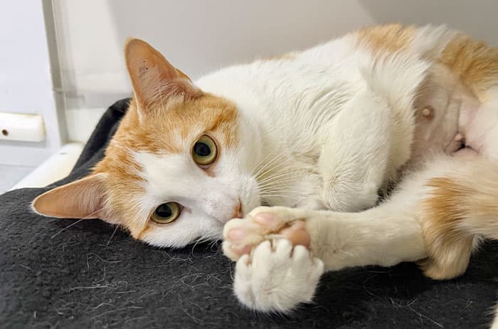 Daffodil - Domestic Short Hair available for adoption in Campbelltown