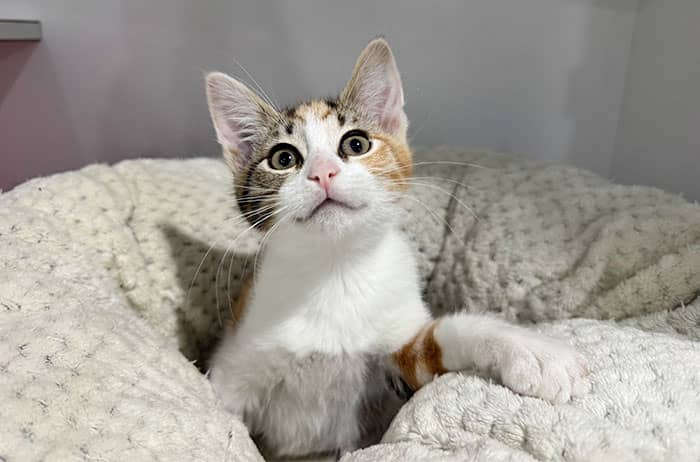 Sindi - Domestic Short Hair cat available for adoption at Campbelltown Animal Care Facility in Campbelltown