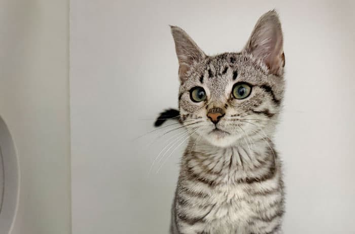 Microwave - Domestic Short Hair cat available for adoption at Campbelltown Animal Care Facility in Campbelltown