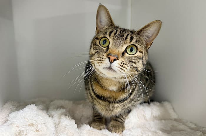 Westy - Domestic Short Hair cat available for adoption at Campbelltown Animal Care Facility in Sydney