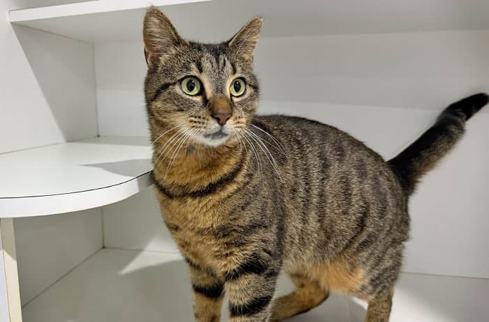 Jovie - Domestic Short Hair cat available for adoption at Campbelltown Animal Care Facility in Campbelltown