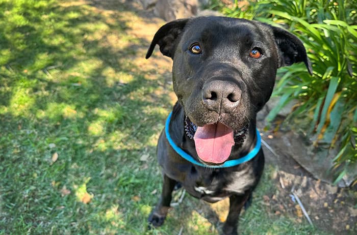 Bonnie - Large Cross Breed available for adoption in Sydney