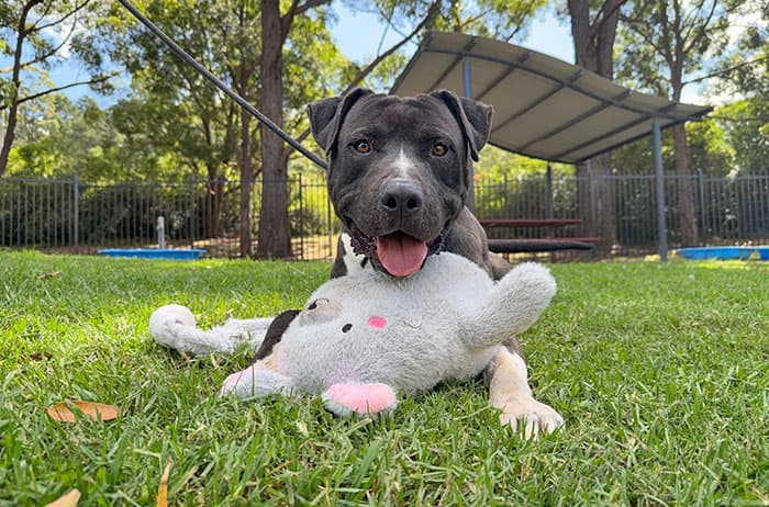 Leonardo - American Staffordshire available for adoption in Sydney