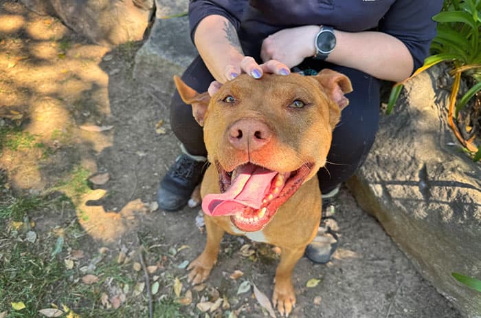 Malku - Staffordshire Bull Terrier available for adoption in Campbelltown