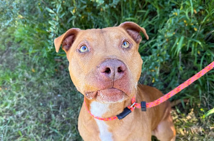 Malku - Staffordshire Bull Terrier available for adoption in Sydney