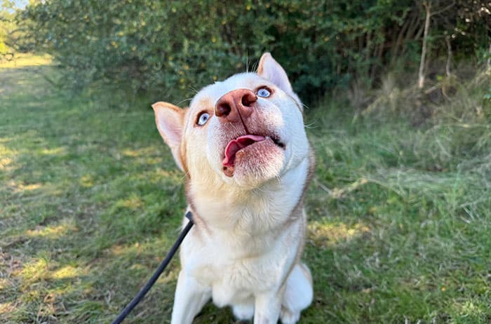 Chase - Husky available for adoption in Sydney