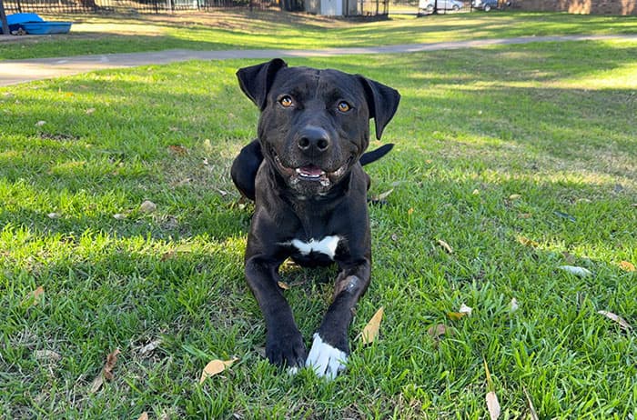 Hank - American Staffordshire Terrier available for adoption in Campbelltown