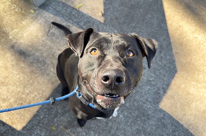 Hank - American Staffordshire Terrier available for adoption in Sydney