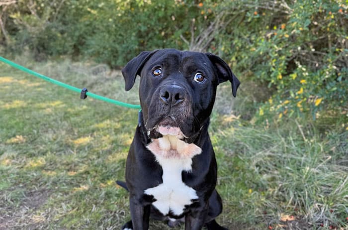 Archie - American Staffordshire available for adoption in Sydney