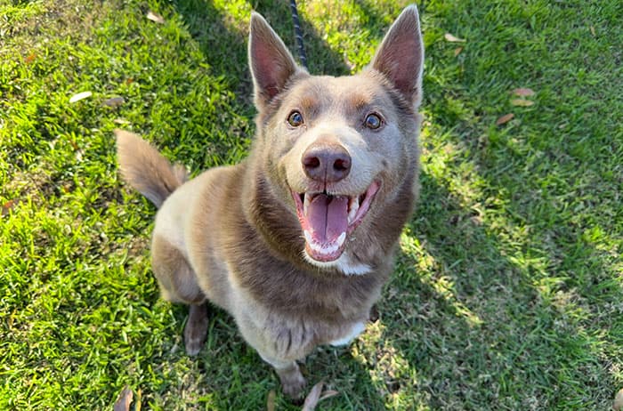 Benji - Kelpie X available for adoption in Sydney