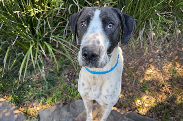 Isadora - Bull Arab available for adoption in Sydney