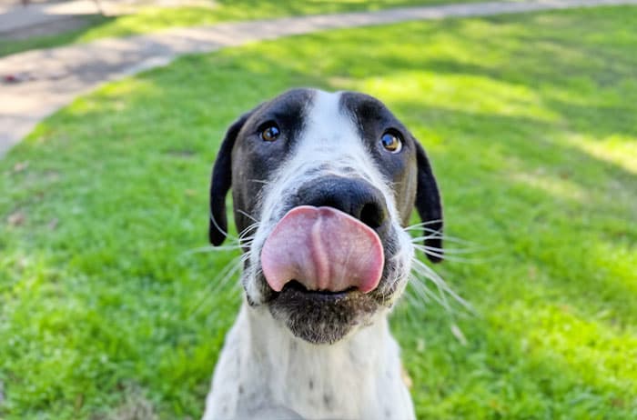Isadora - Bull Arab available for adoption in Campbelltown