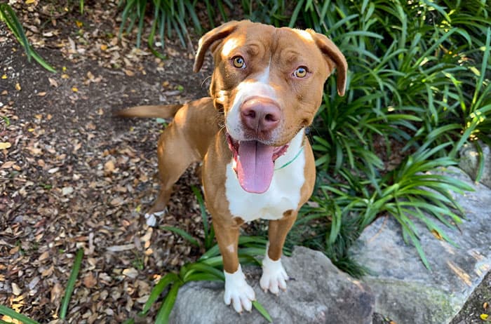 Sonya - American Staffordshire X available for adoption in Sydney
