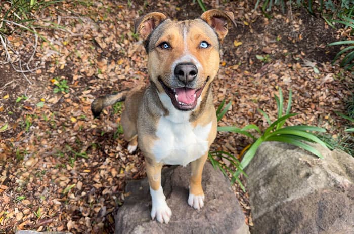 Chip - Husky X Staffordshire Terrier available for adoption in Sydney