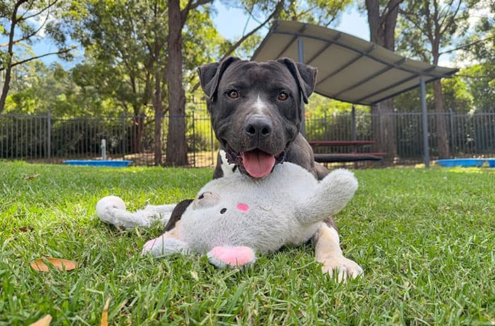 Leonardo - American Staffordshire X available for adoption in Campbelltown