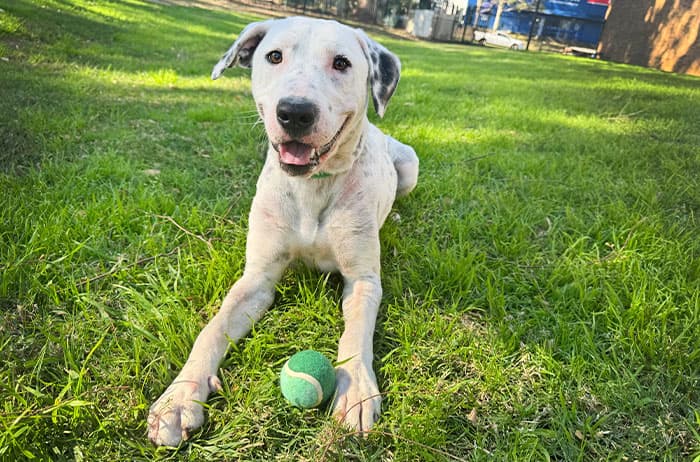 Blissey - Medium Cross Breed available for adoption in Sydney