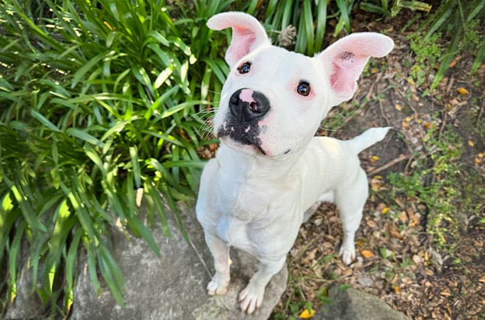 Fish - Stumpy Tail Cattle Dog X Bullmastiff available for adoption in Sydney