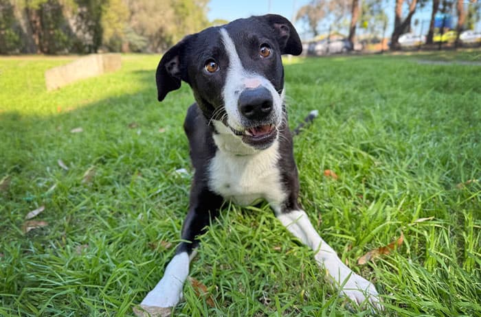 Saige - Border Collie X available for adoption in Sydney